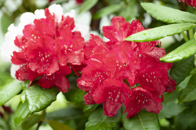 Colorful flowering rhododendron after rain