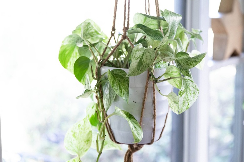 hanging plant