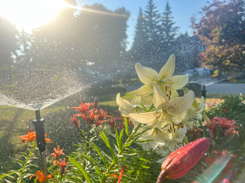 Sprinkler irrigating flower bed in the morning.