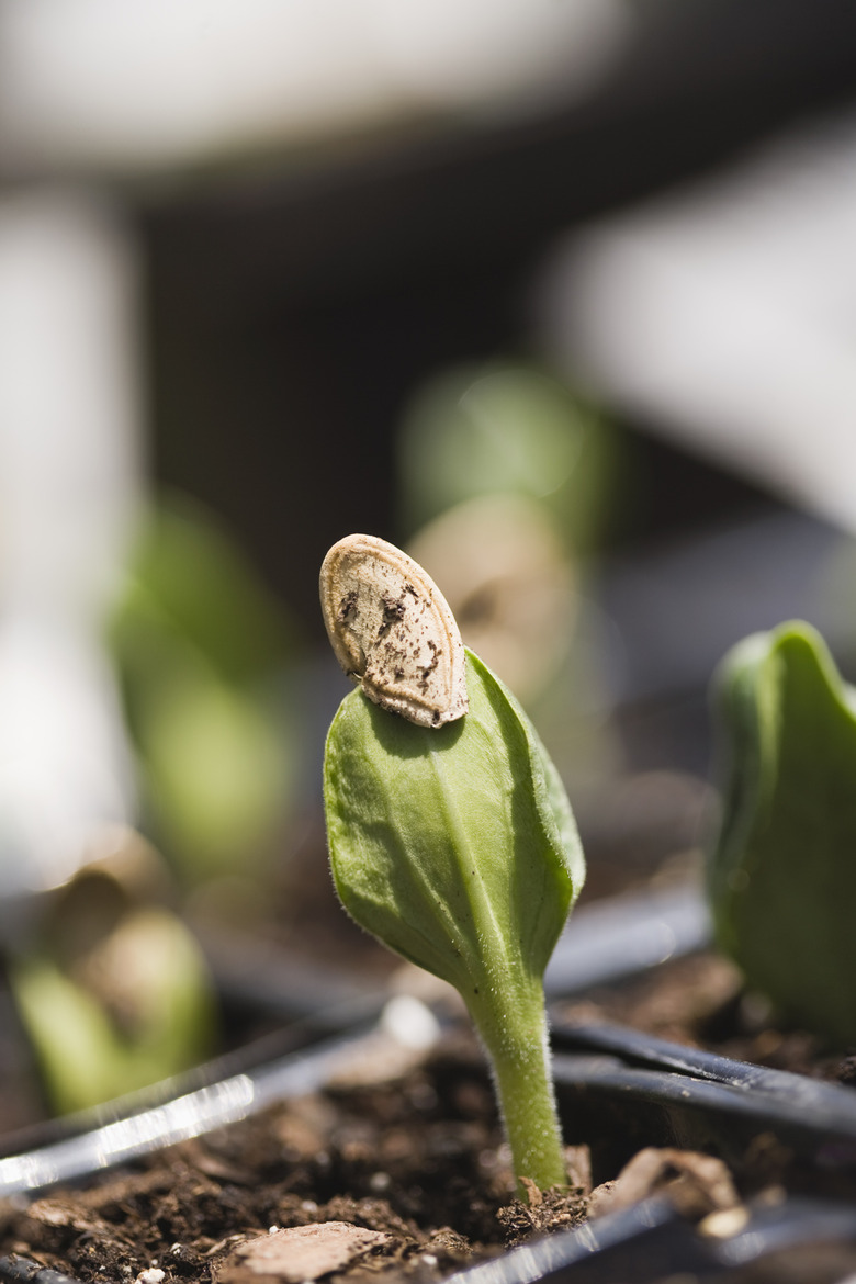 Seedlings in pot