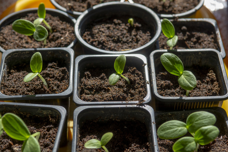 Young organic cucumber seedlings growing in plastic containers. Home grown cucumber (Cucumis sativus) sprouts.