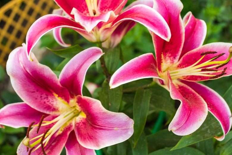 Pink lilies in a garden.