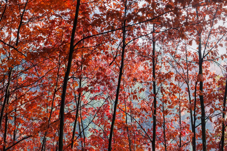 Background of the red oaks branches with autumn leaves