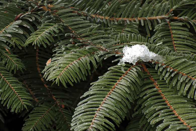 Douglas Fir Close up of Needles