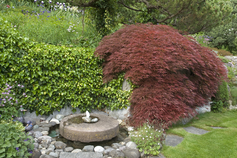 Japanese maple.