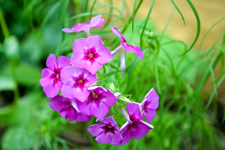 Closeup of seasonal phlox drummondii bloomed in the garden. Beautiful pink and red phlox flowers plant.