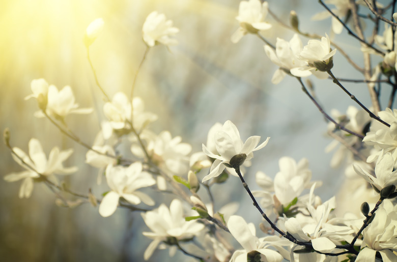 Magnolia flowers