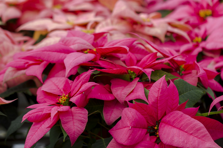 Poinsettias