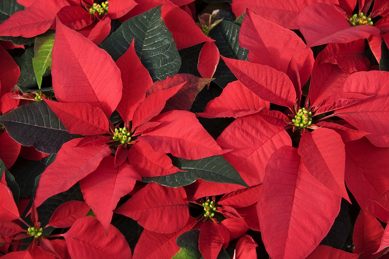 Poinsettias