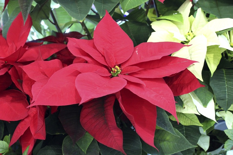 Red poinsettia