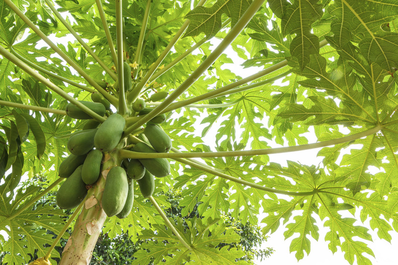 papaya tree