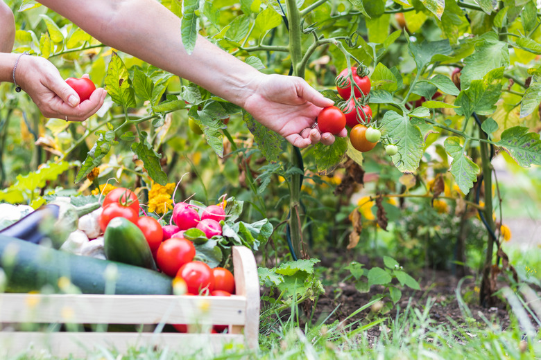 Female hands picking fresh tomatoes to wooden crate with vegetables.