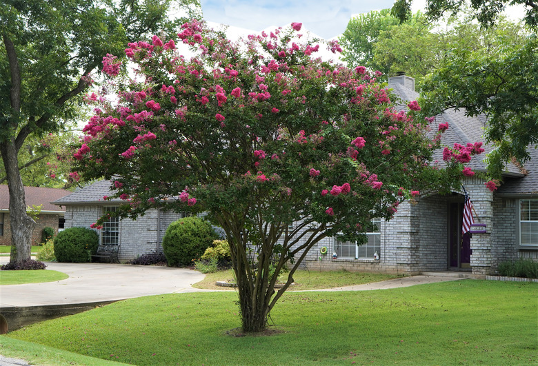 Crape Myrtle Tree (Lagerstroemia) Blooming in Summer