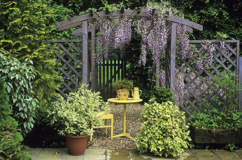 Wisteria in garden.