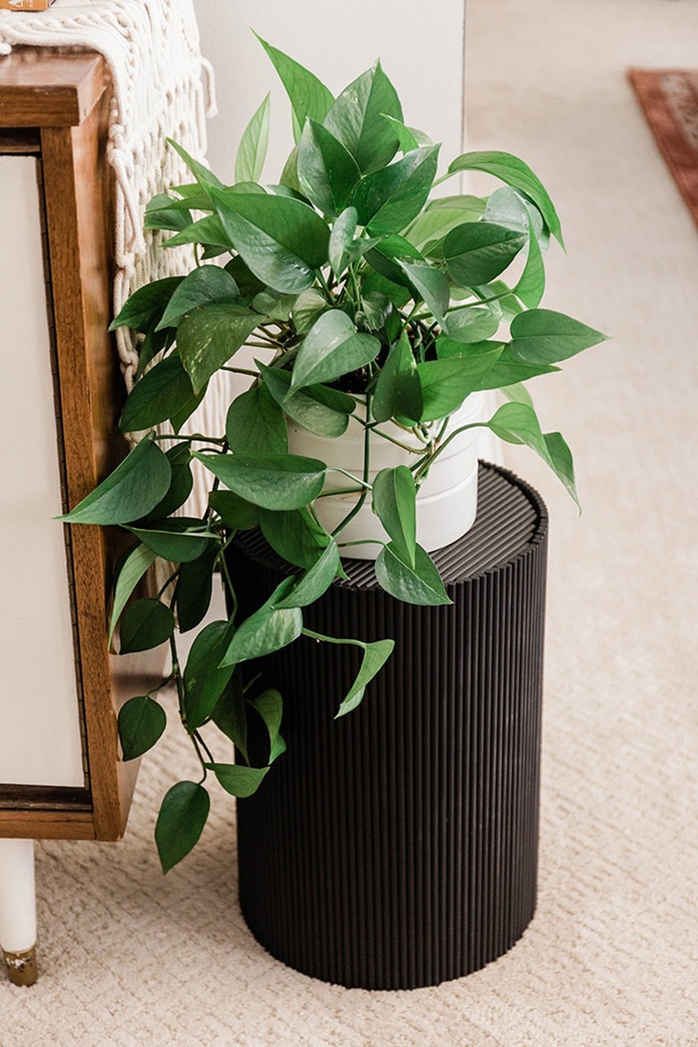 Pothos plant on black side table