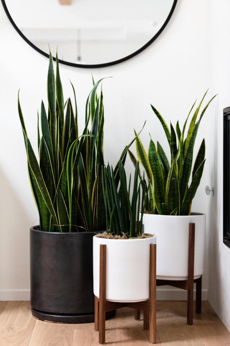 snake plant in modern plant stand