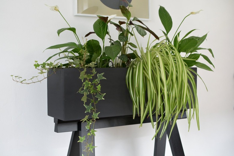 robust plants growing out of a black wooden diy planter made from an ikea desk kit