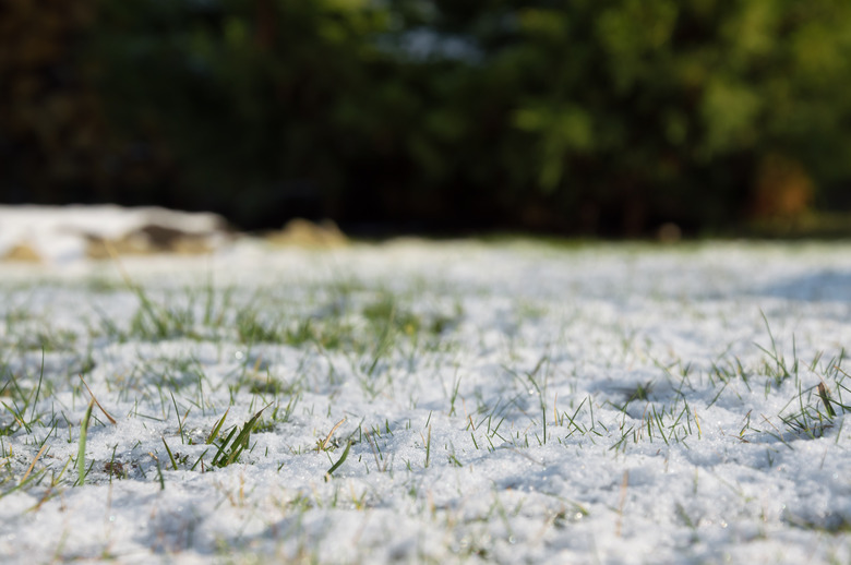 Spring frost, green grass covered with white snow.