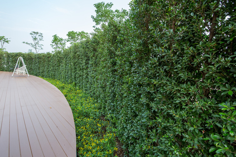 Banyan hedge in garden.