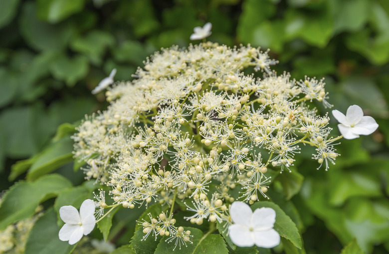 Closeup of a blooming Climbing hydrangea