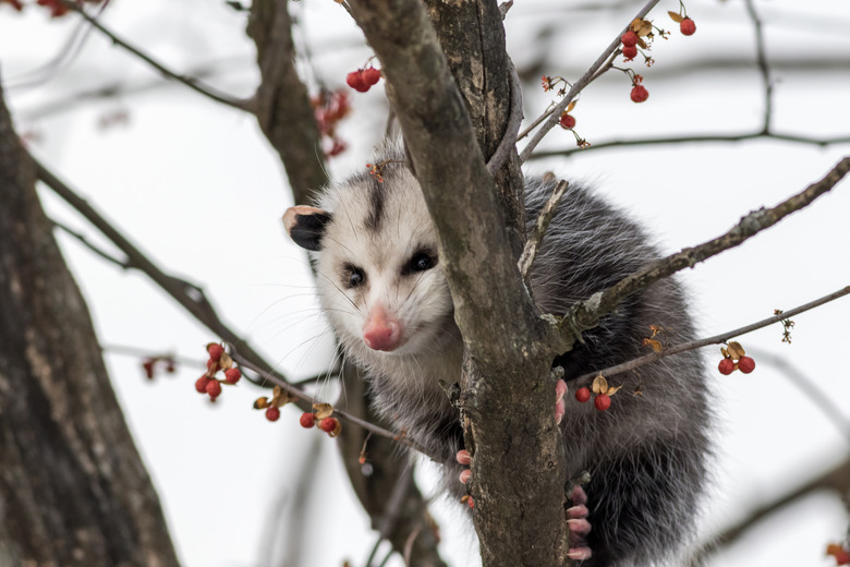 Opossum in bare tree with ornamental berries in winter.