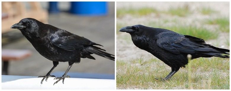 How to Attract Crows: A Step-by-Step Guide | Hunker