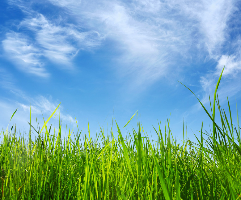 green grass and blue sky