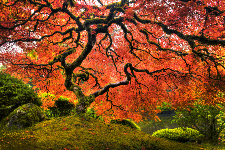 Japanese Maple