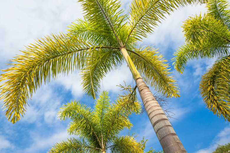 Foxtail Palm and blue sky