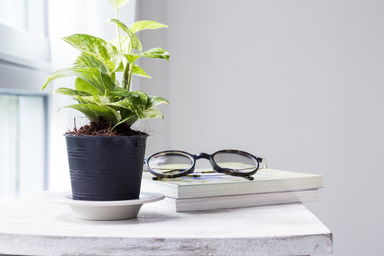 Home and garden decoration of golden pothos in the bedroom with copy space