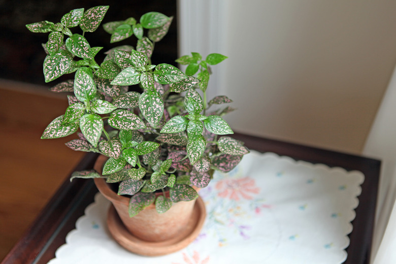 How to Care for a Polka Dot Plant