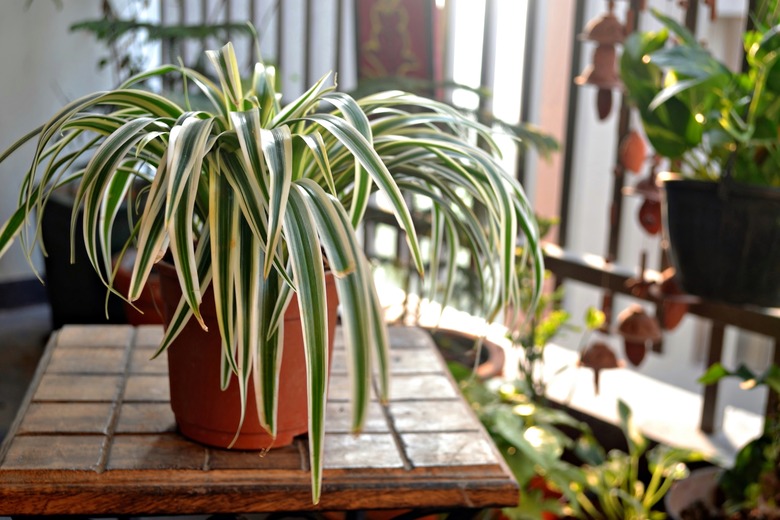 Spider plant-Home balcony-India