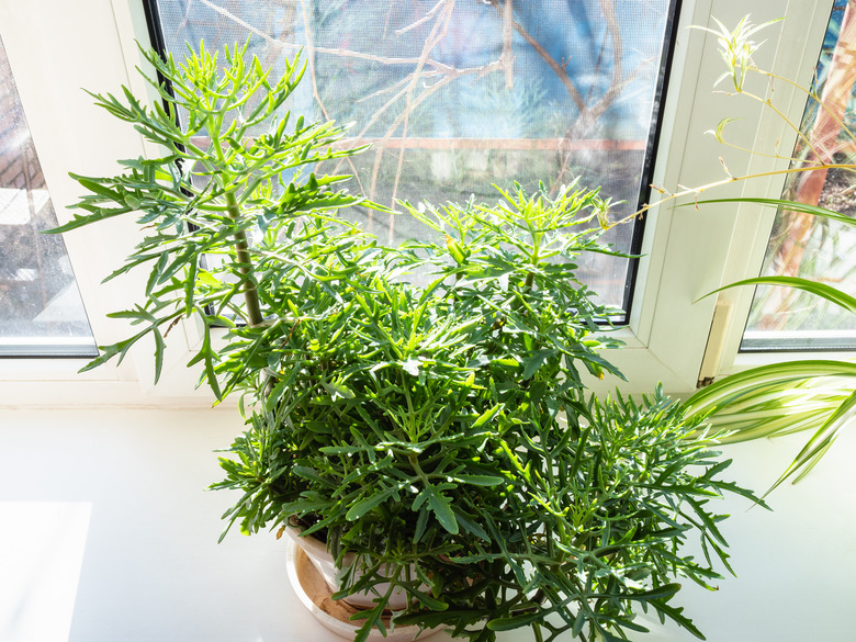 houseplant illuminated by sun at home windowsill