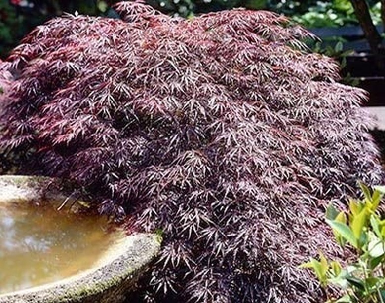 Tamukeyama Japanese maple in garden.