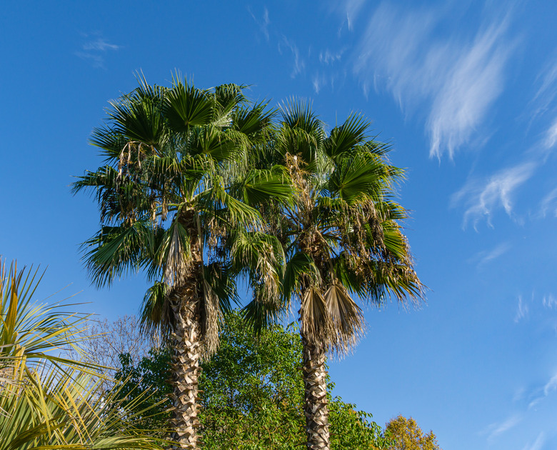 Two  beautiful palm tree Washingtonia filifera, commonly known as California fan palm in Sochi. Luxury leaves with threads on blue sky background