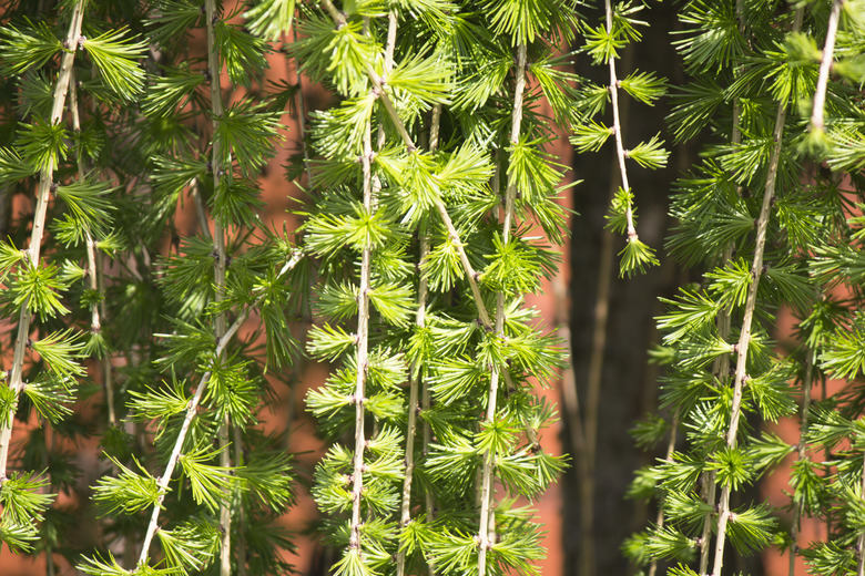 Weeping European Larch