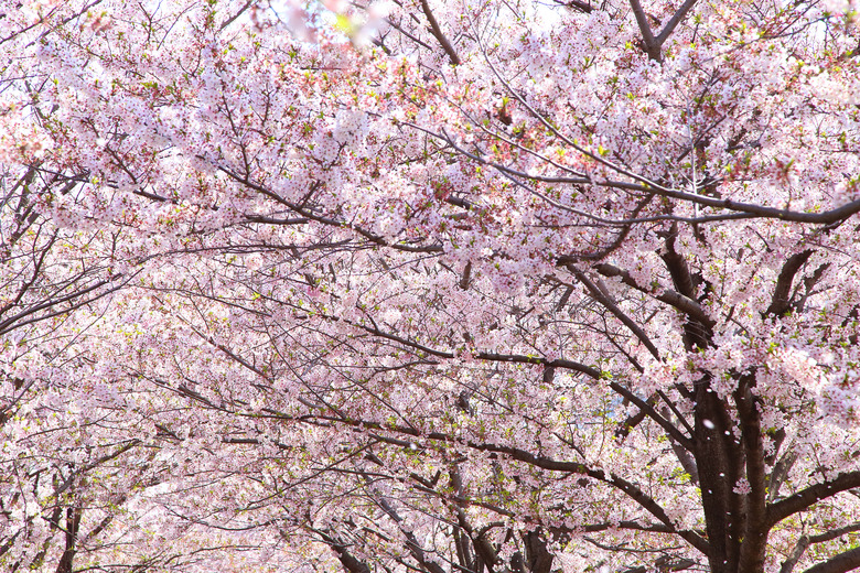 Cherry blossom tree in spring