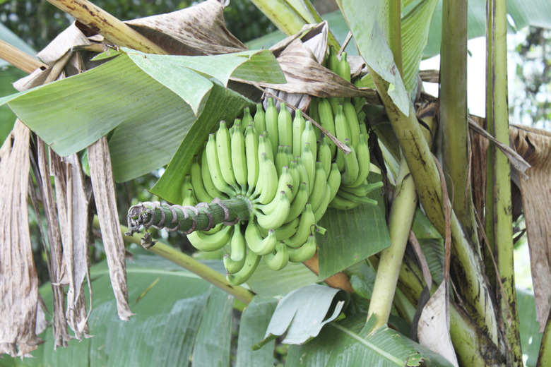 green bananas