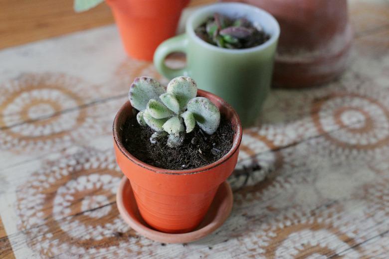 Bear paw plant in small pot.