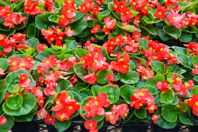 Begonias, semperflorens begonias, in the garden, potted begonia red