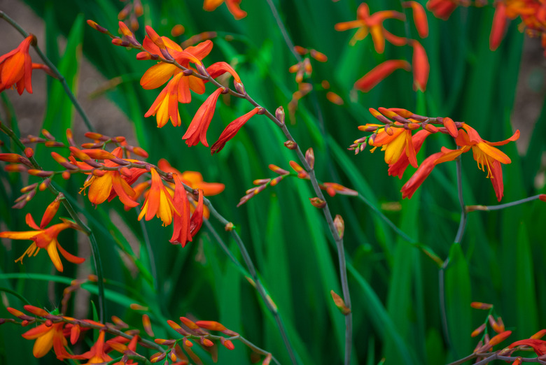 Crocosmia (montbretia)  orange, small flowers