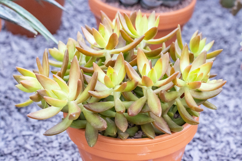 Sedum nussbaumerianum.