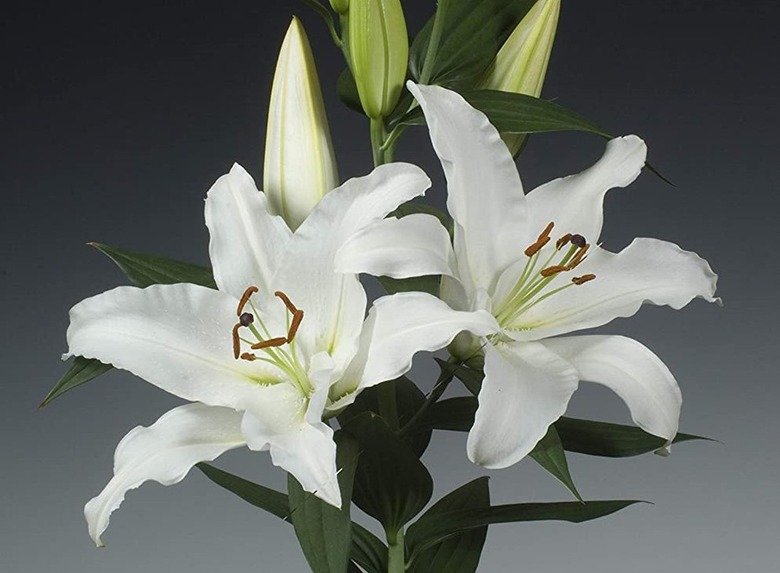 Casa Blanca oriental lily.