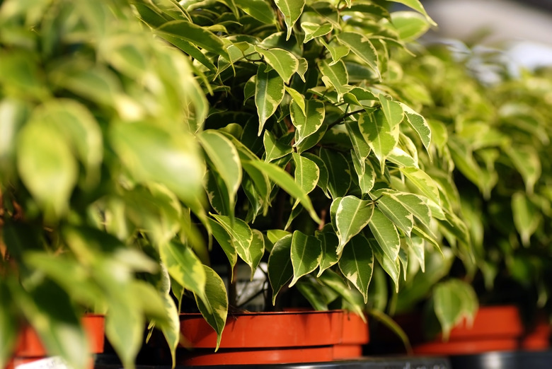 Ficus benjamina plants at garden center.