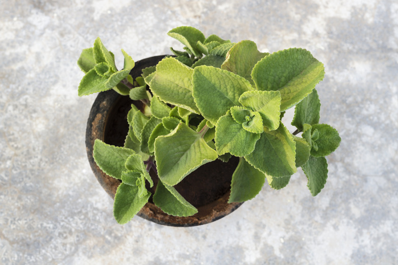 Indian borage or Karpuravalli