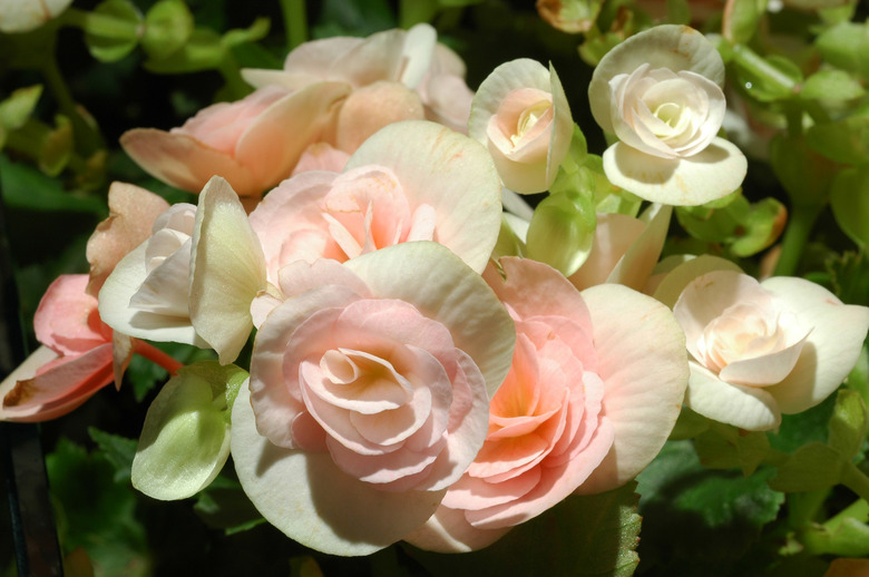 begonia flowers closeup in the garden