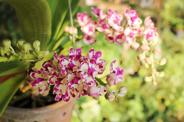 Pink white rhynchostylis  gigantea orchid flowers.