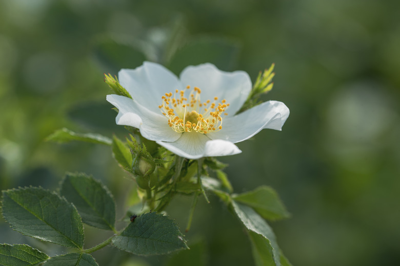 Single multiflora rose flower.