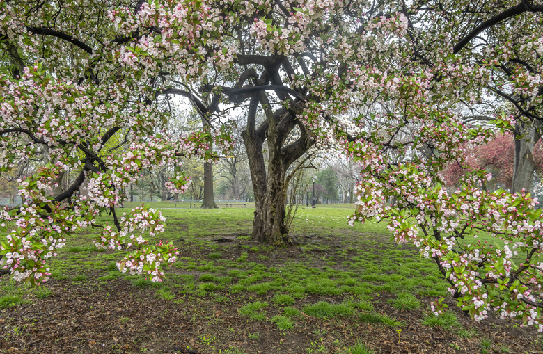 Central Park in spring