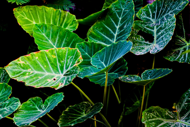 Art of Green Taro Plant background